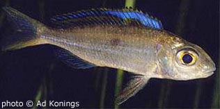 cardiopharynx schoutedeni