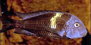 Картинка с форума