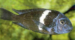 Картинка с форума