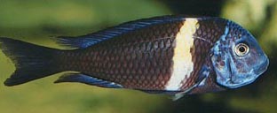 Картинка с форума