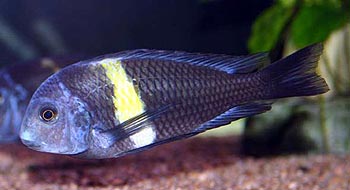 Картинка с форума